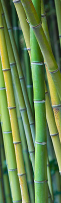 bamboo